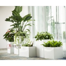 專注室內(nèi)綠植服務(wù)8年，綠植租賃，免費(fèi)養(yǎng)護(hù)，一站式商務(wù)空間